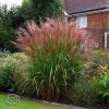 Miscanthus Red Chief